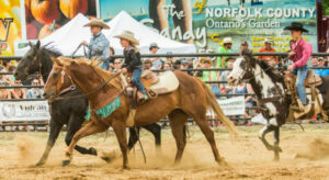 What is your rodeo audience?